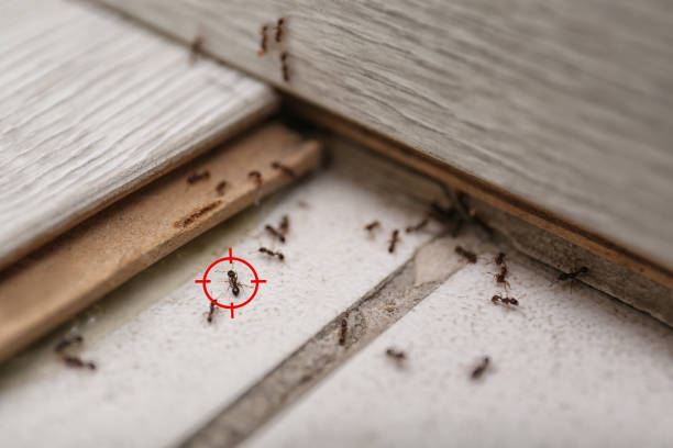 Best Affordable Pest Control Services  in Springboro, OH