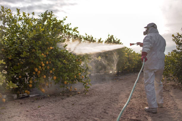 Best Local Pest Control Services  in Springboro, OH