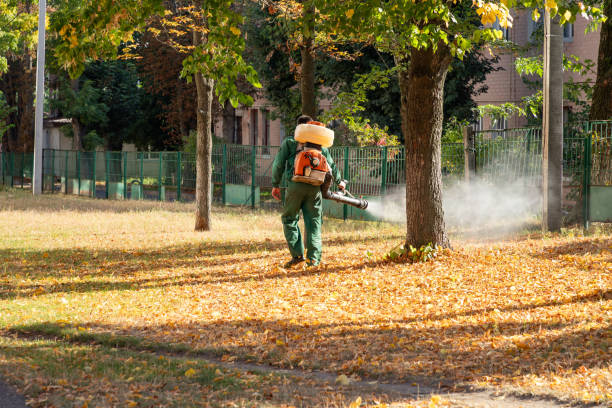 Best Termite Control Services  in Springboro, OH